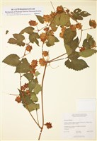 藏品(蛇麻(啤酒花))的圖片